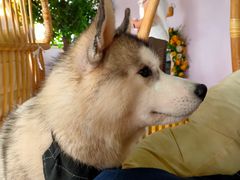 -Husky Go! 哈士奇体验馆·宠物咖啡厅狗咖