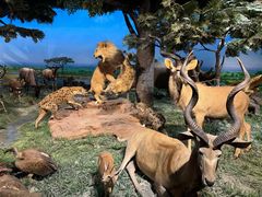 -国家自然博物馆