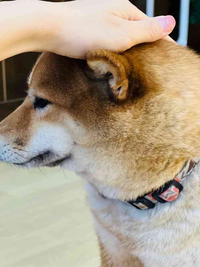 豆柴院子柴犬主题咖啡馆(三里屯旗舰店"需要在小程序预约～每次可以