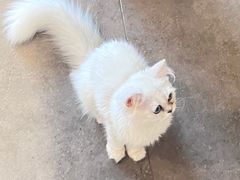 -飞行喵MR PILOT|猫舍·猫咖(静安大融城店)