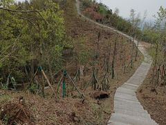 -长沙黑麋峰国家森林公园