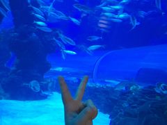 -成都浩海立方海洋公园