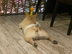 -百好乐宠物友好餐厅(朝外大街店)