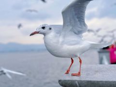 -滇池海埂公园