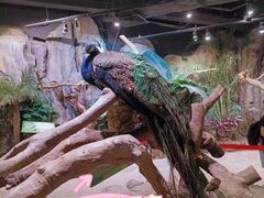 -正佳雨林生态植物园