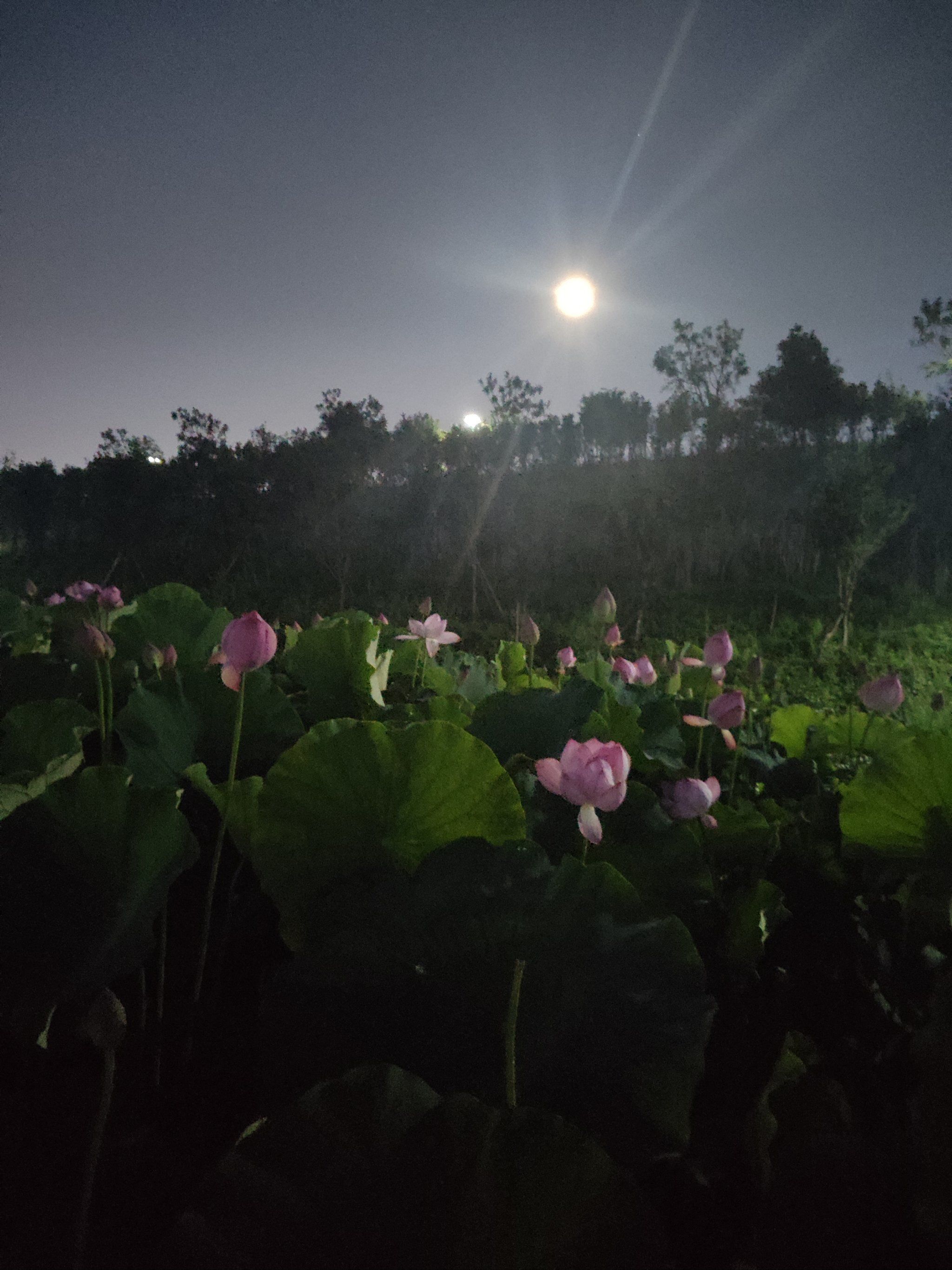 夜晚的荷花,不与白日争艳,却在宁静中独自美丽