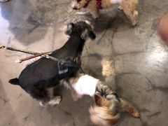 -百好乐宠物友好餐厅(朝外大街店)