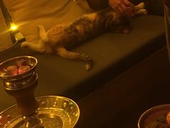 -Sirena海妖日咖夜酒