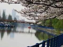 -高东镇樱花园