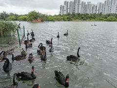 -五缘湾湿地公园