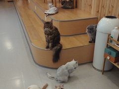 -小小班私人影院·猫咖(万达茂广场店)