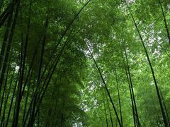 -蜀南竹海景区
