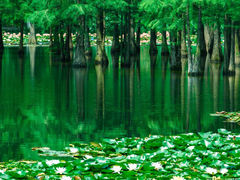 -白鹭湾湿地公园