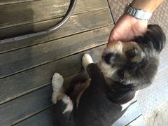 山色西餐厅-山色柴火烤披萨·西餐·窑炉披萨