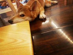 -豆柴町-柴犬主题狗咖(红鼎国际C座店)