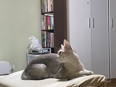 -纳吉亚猫专科动物医院·北北分院