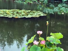 -陈家山荷花公园