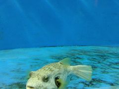 -北戴河圣蓝海洋公园