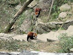 -都江堰中华大熊猫苑