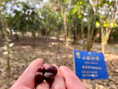 -中国科学院西双版纳热带植物园