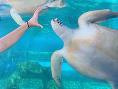 -广东惠东海龟国家级自然保护区