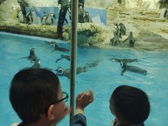 -帝企鹅自助餐厅•儿童岛•真企鹅(长隆企鹅酒店)