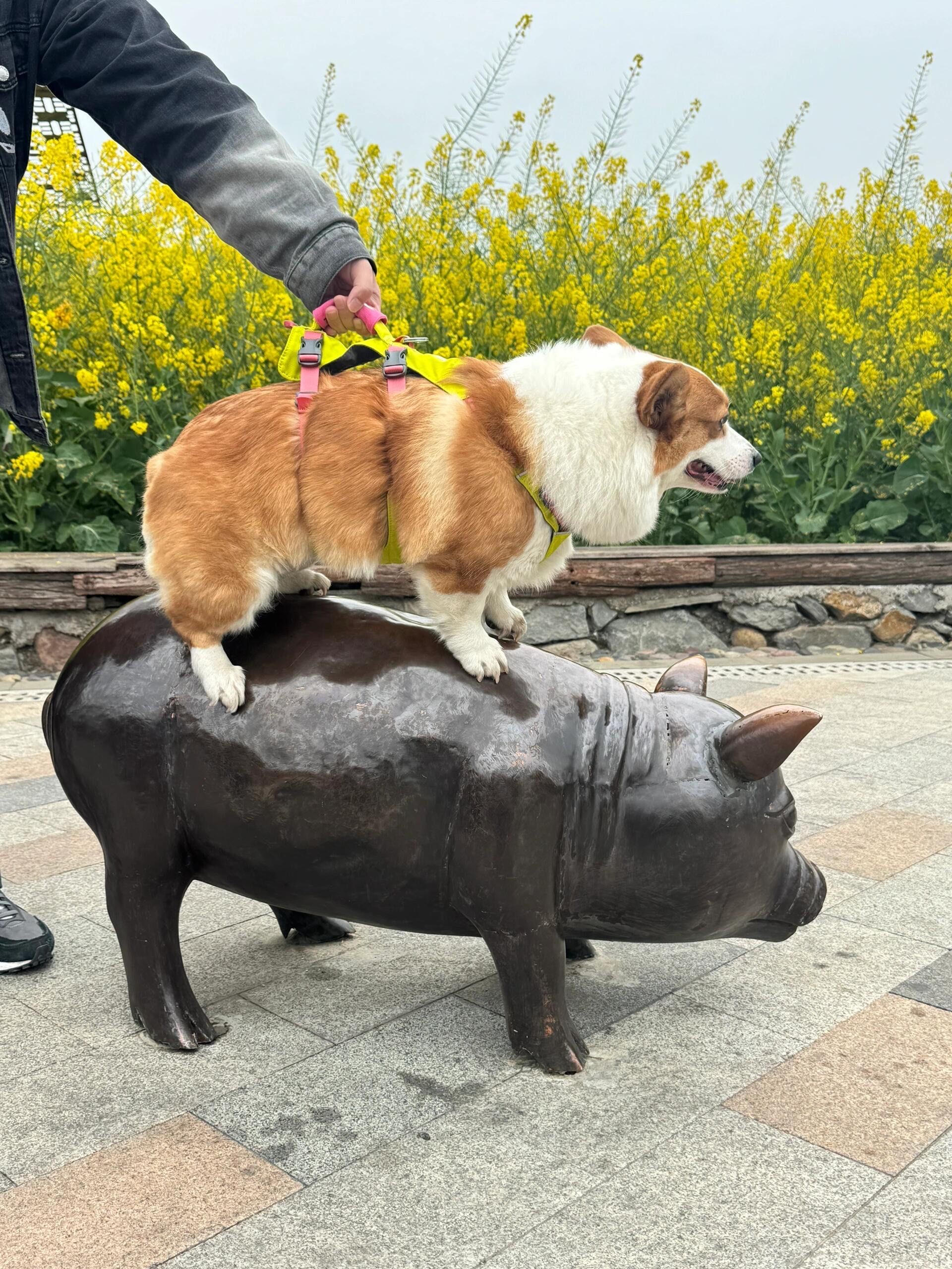 猪猪骑猪猪🐖相煎何太急