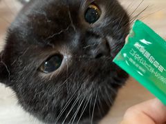 -喵的天空名猫咖啡馆·撸猫·猫舍·用品