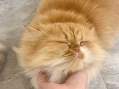 -More Fun猫咖 二十只万元加菲主题