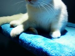 android_upload_pic-喵的天空名猫咖啡馆·撸猫·猫舍·用品