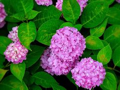 -上海滨江森林公园