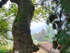 -杨家堂村