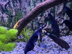 -上海海洋水族馆