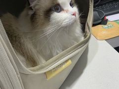 -A猫a狗全科·犬猫异宠·芥西宠物医院(南开总院)