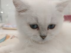-1013 PET SHOP精品宠物商店(丁香店)