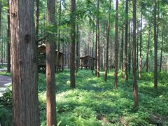 -黄海国家森林公园