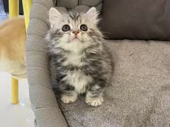 -lincat·猫舍(广州店)