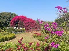 -东莞植物园