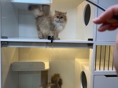 -十月米努特矮脚猫舍