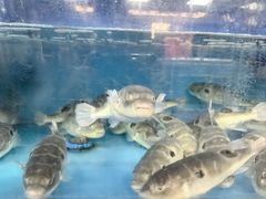 -莆鑫海鲜城(浏河店)