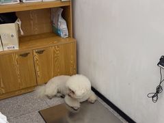-四月宠物医院·猫专科·心脏专科·内科(转塘店)