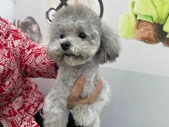 -翊宠yipet猫狗购宠庄园犬舍•猫舍