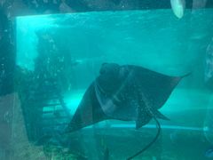-悉尼海洋生物水族馆