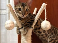 -猫大福·Fortune Cat猫舍(百子湾店)