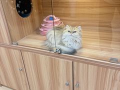 -猫十亿·布偶金渐层·曼基康矮脚猫舍(青年路店)
