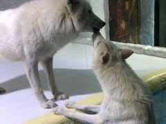 -大连圣亚海洋世界