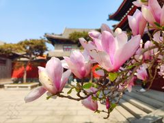 -天津大悲禅院