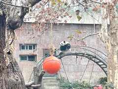 -成都动物园
