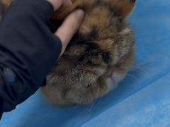 -达爱动物医院·犬猫分区·CT·复杂眼科(远洋山水分院)