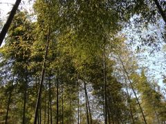 iphone_upload_pic-宁波浙东大竹海景区